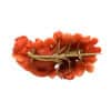 Antique Coral Brooch, 18-carat Gold, 19th century Italy - Image 3